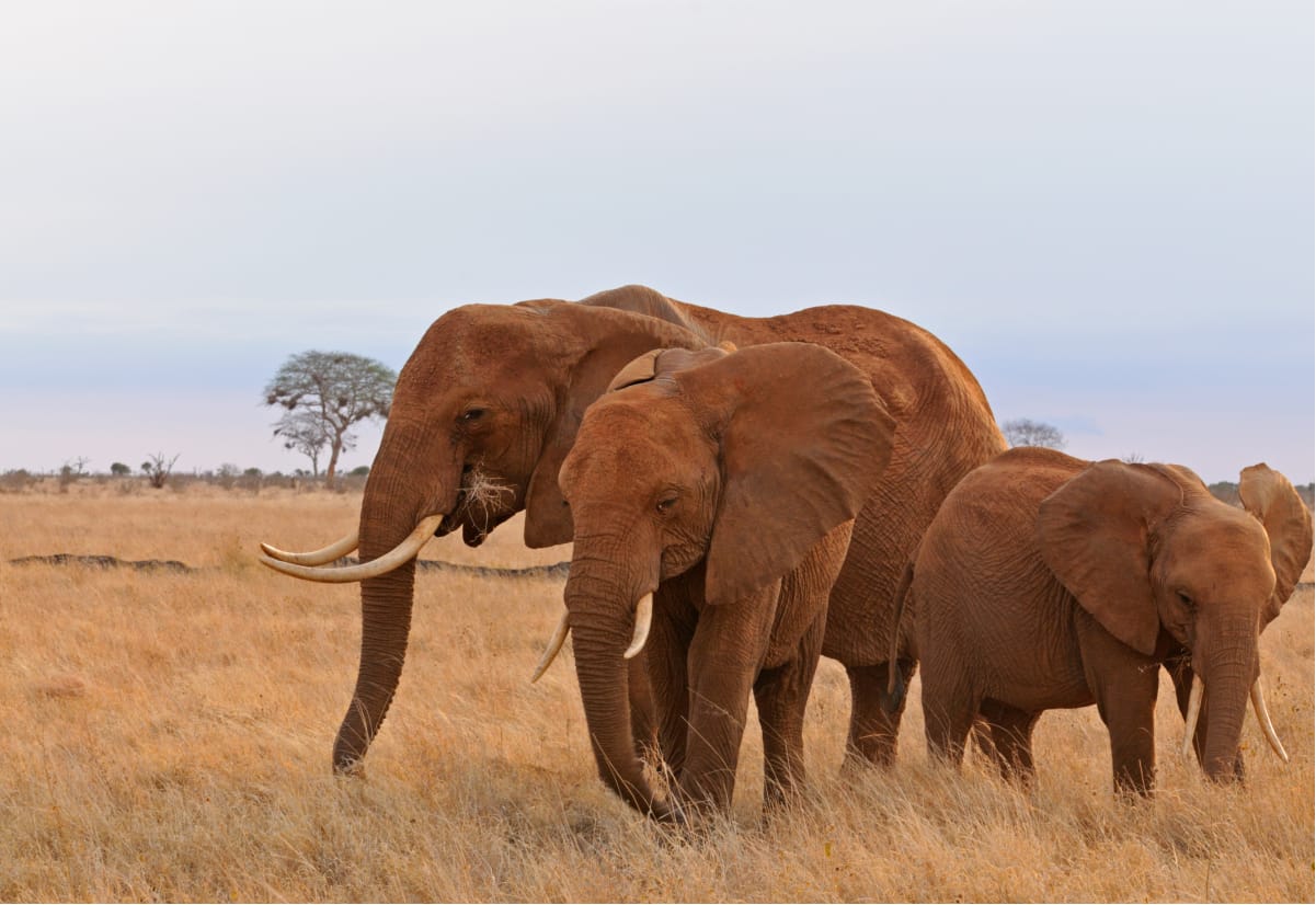 elephants banner